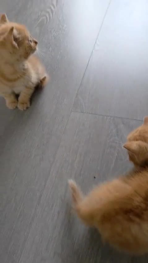 Domestic Shorthair cats for sale: beautiful kittens  - Video 1