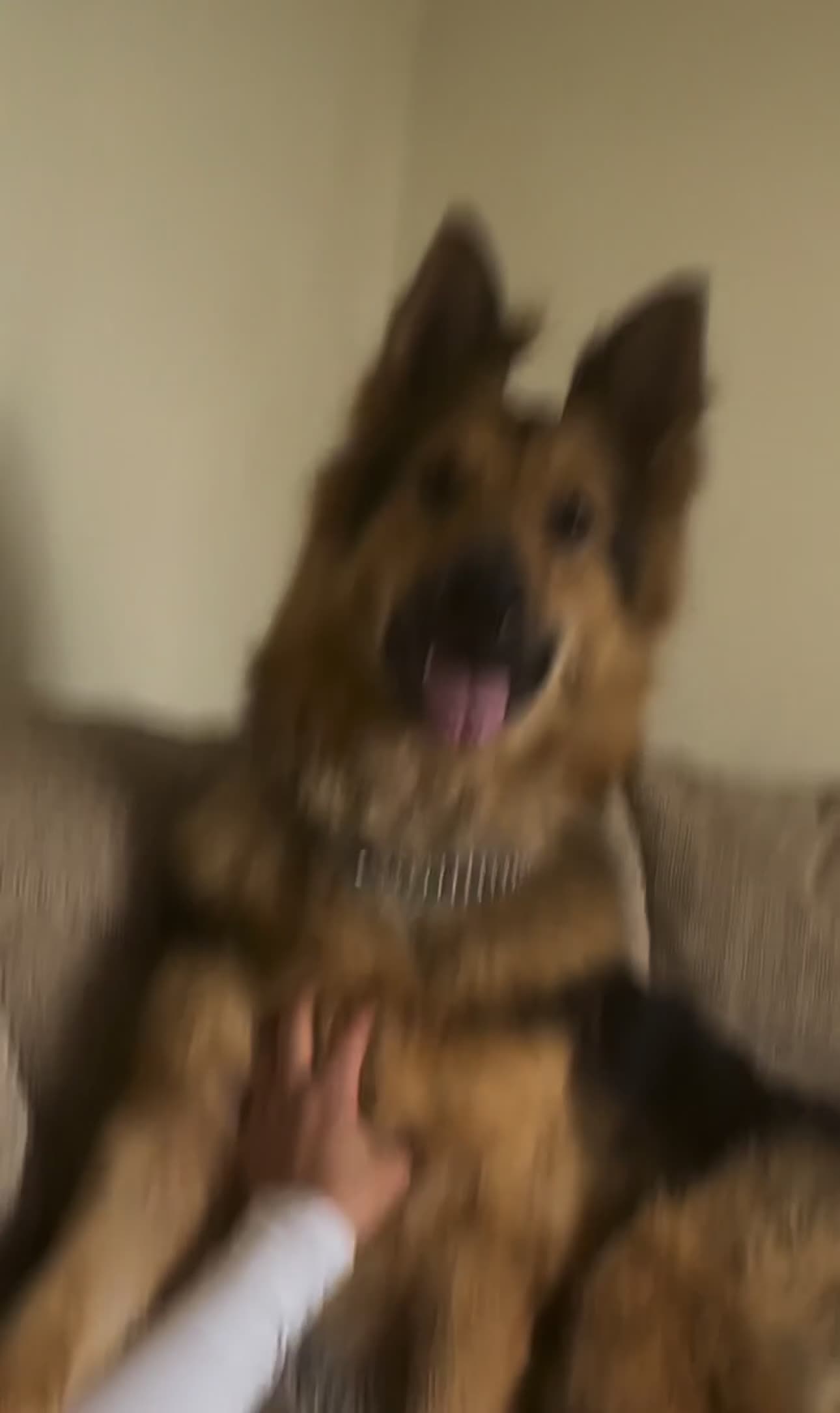 German Shepherd dogs for sale: I NEED A HOME - could you be my person? 🥹🐾 - Video 2