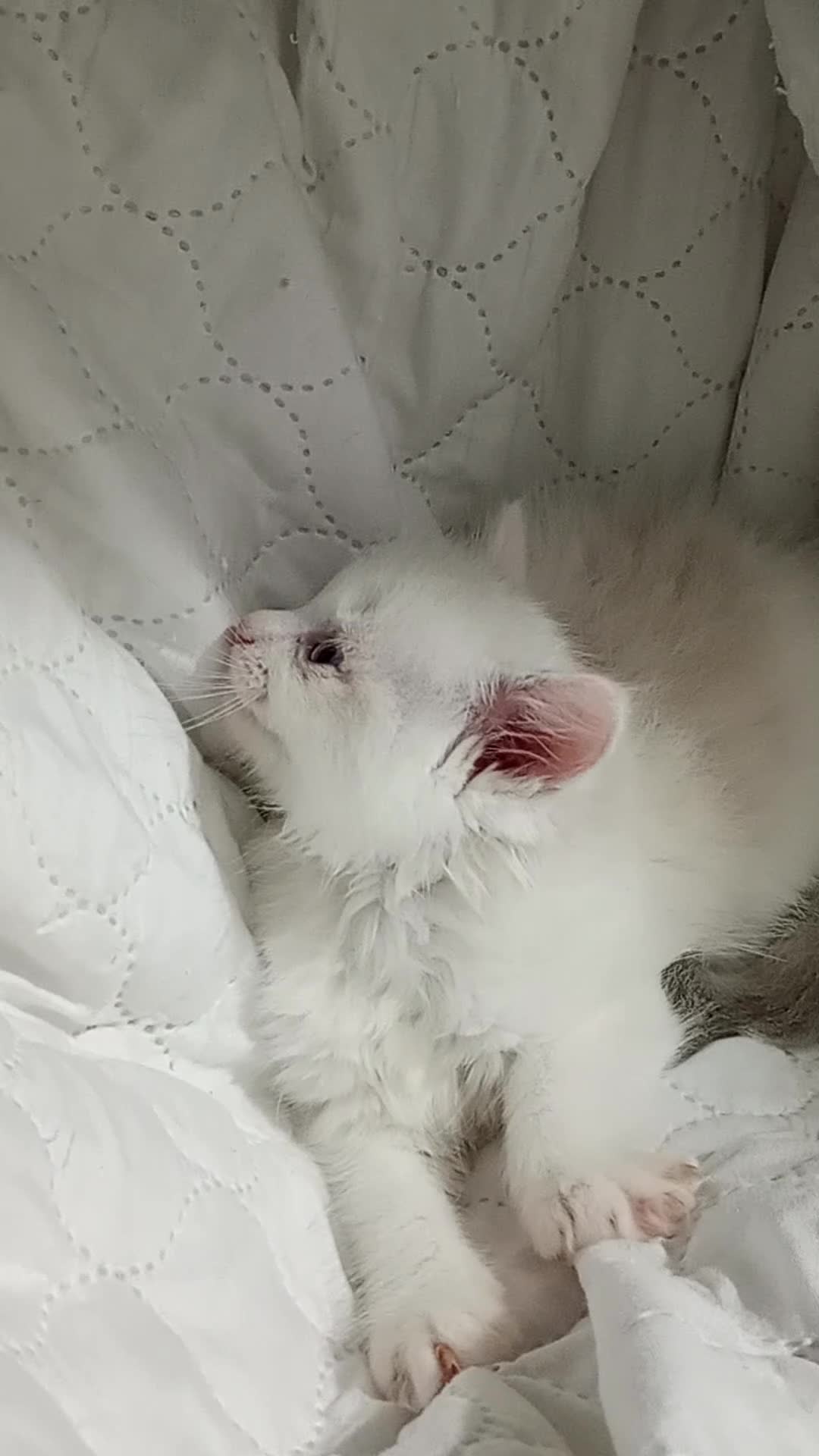 Ragdoll cats for sale: Beautiful full ragdoll kittens £695 - Video 3