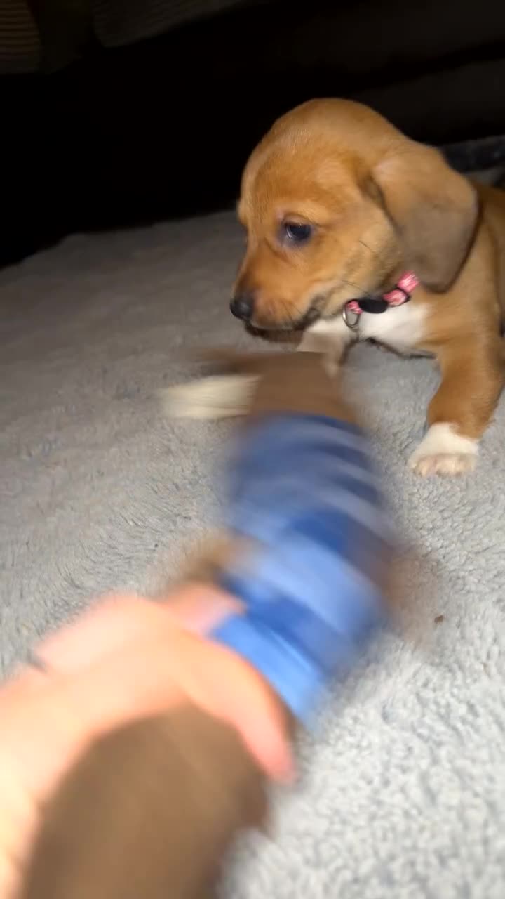 Mixed Breed dogs for sale: 💛Dorgi Puppies🤎 - Video 2