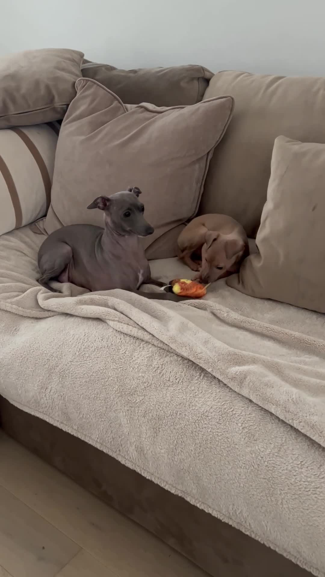 Italian Greyhound dogs for sale: Little girl 🎀KC Reg Italian Greyhound puppy - Video 1