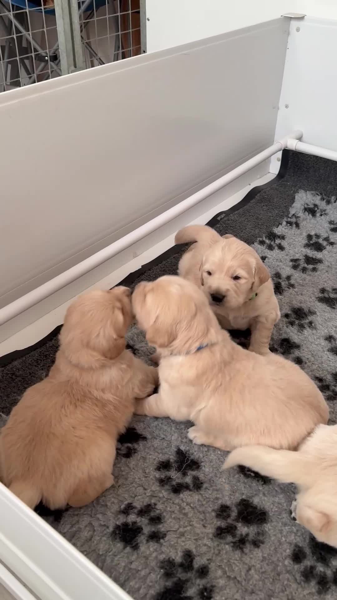 Golden Retriever dogs for sale: Stunning chunky golden retriever puppies  - Video 1