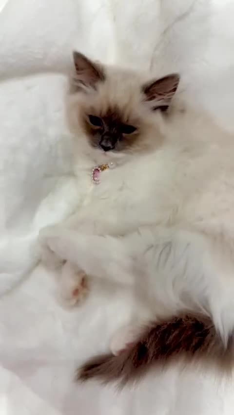 Ragdoll cats for sale: GCCF, They are ready for their new home. - Video 3