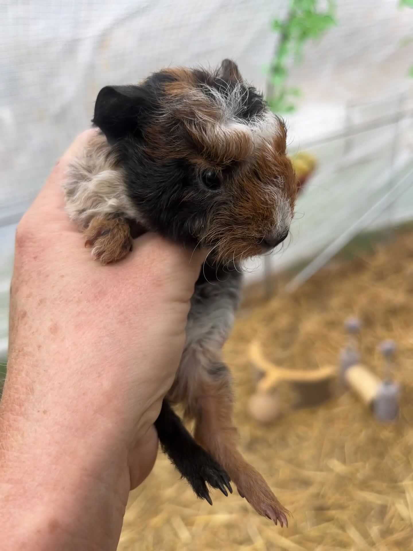 Guinea Pig rodents for sale: Guinea Pigs  - Video 1