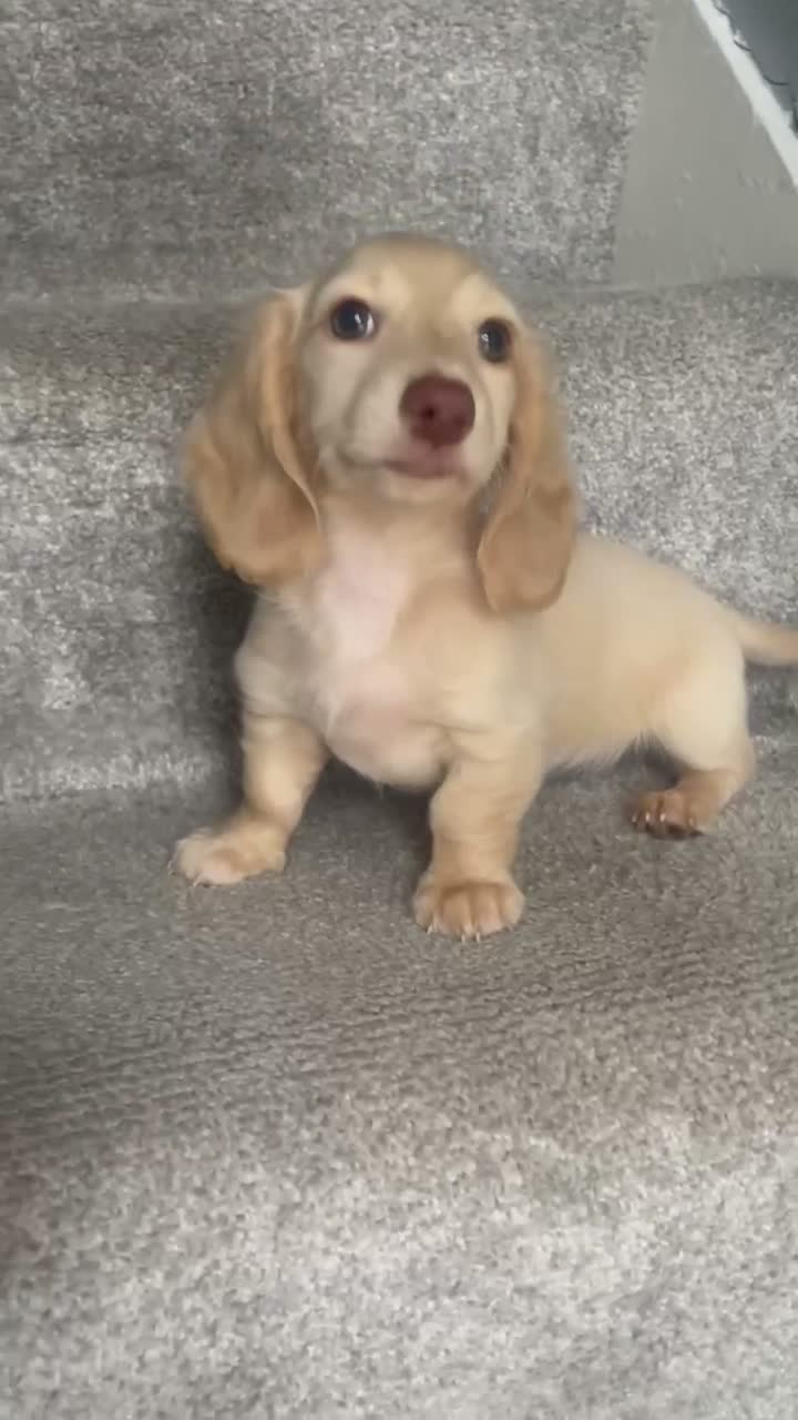 Miniature Dachshund dogs for sale: REDUCED READY NOW Longhair cream mini dachshund - Video 4