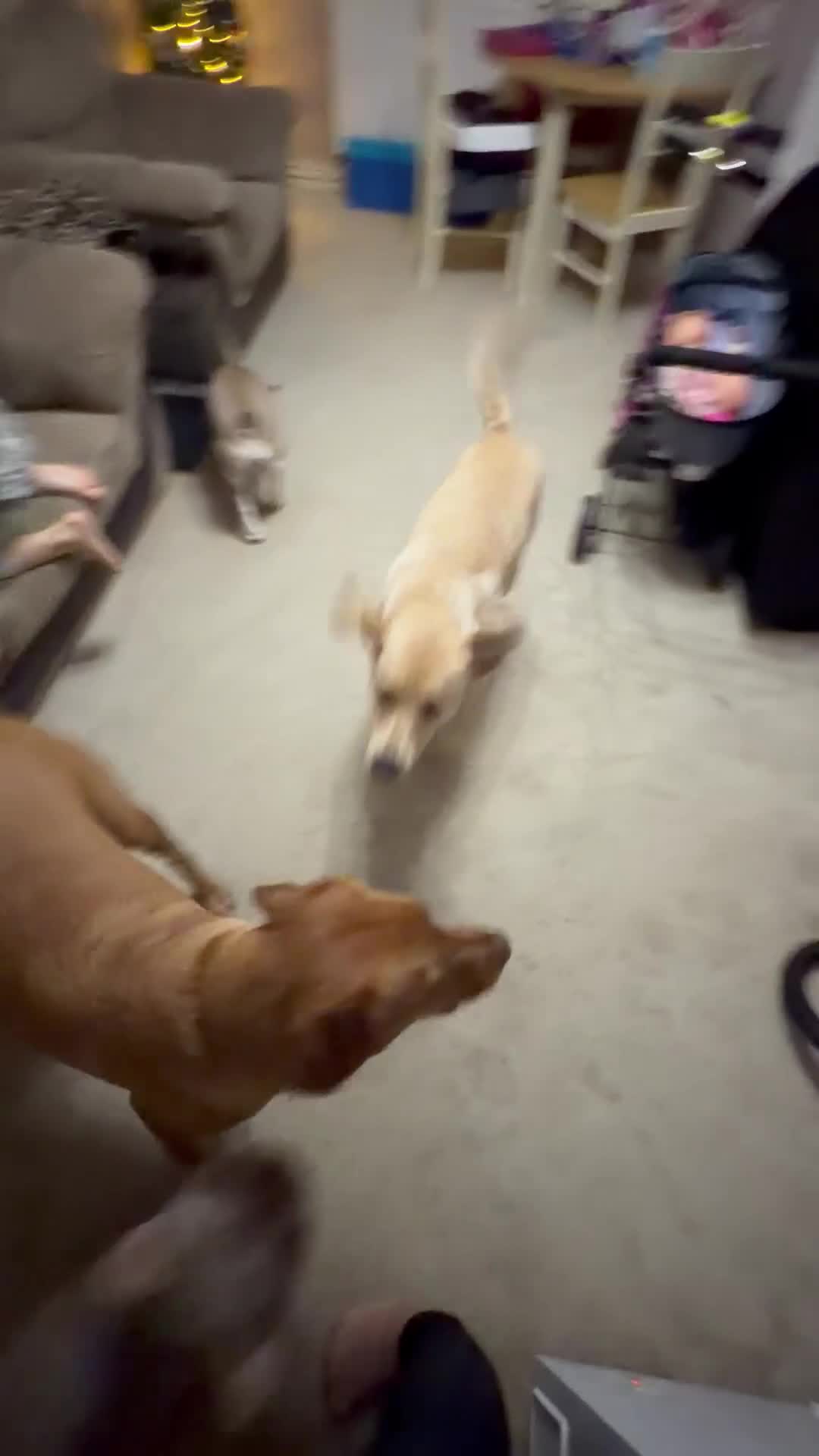 Labrador Retriever dogs for sale: Labrador 10 months old puppy  - Video 1