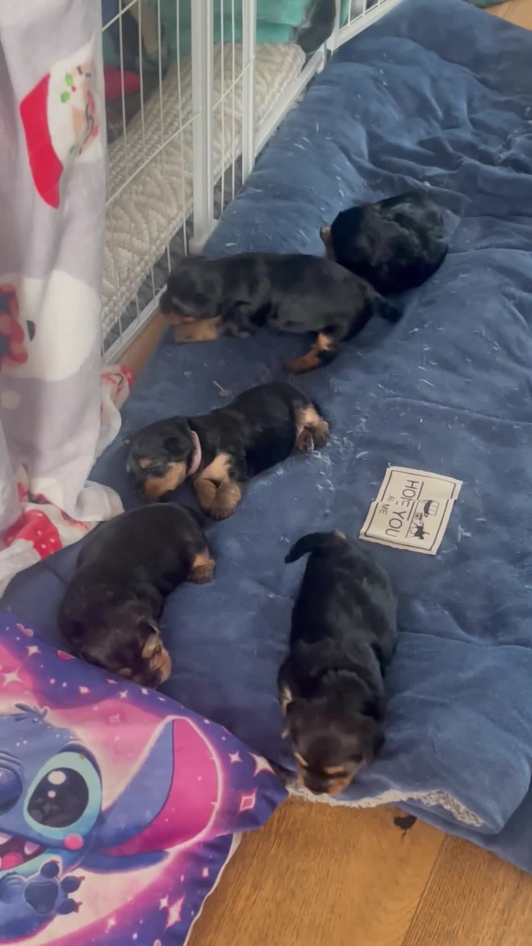 Yorkshire Terrier dogs for sale:  5- Adorable Yorkshire Terrier Puppies  in Croydon - Video 3
