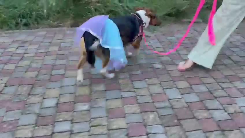 Mixed Breed dogs for adoption: 💖🐶 TOFFI -2-year-old small size girl 🐶💖 - Video 2