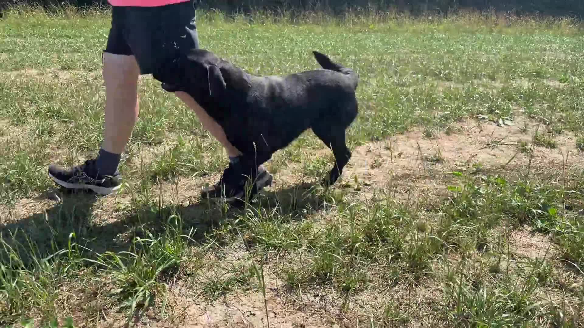 Labrador Retriever dogs for sale: Adult - Quality Labrador Retriever Bitch  - Video 3