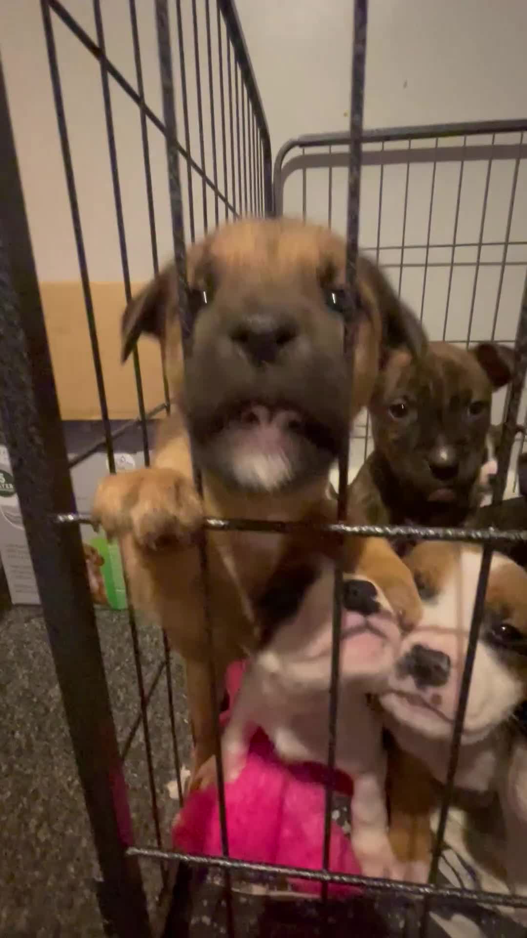 Mixed Breed dogs for sale: Puppies ready to leave now! 🐶❤️ - Video 2