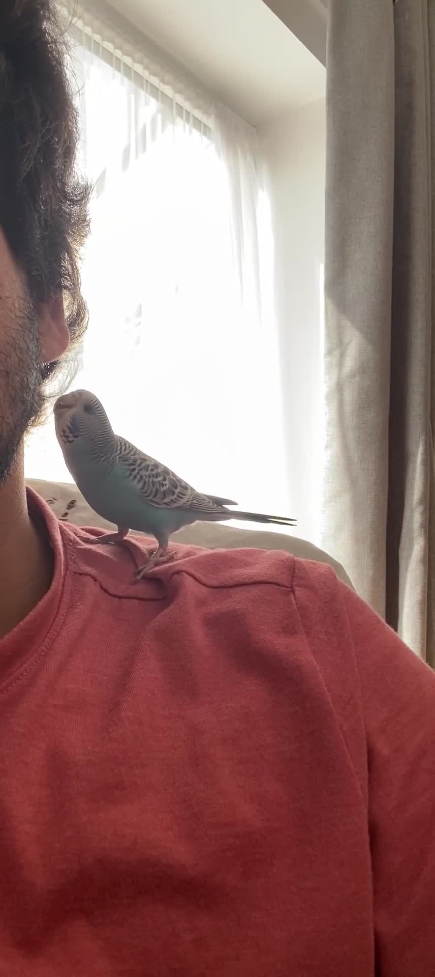 Budgerigars birds for sale: Cute tame budgie - Video 1
