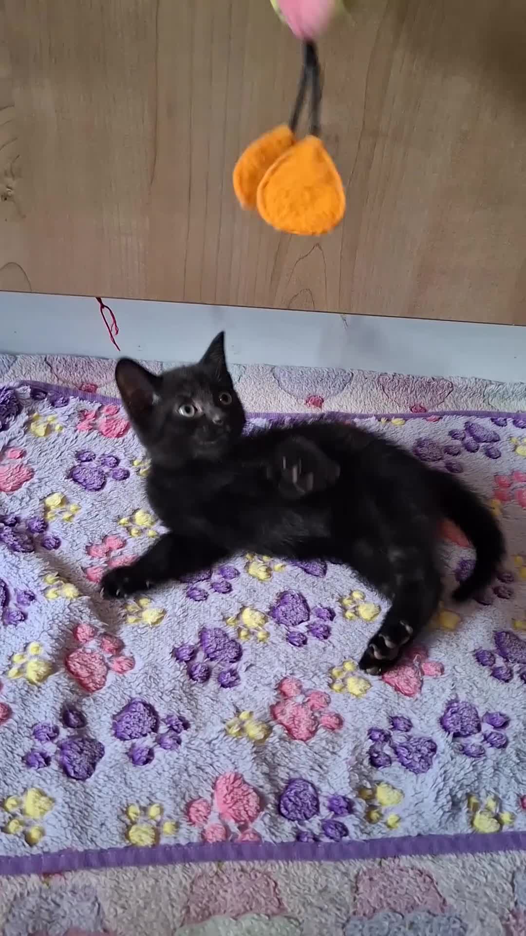 Domestic Shorthair cats for sale: 5 Beautiful, Playful Kittens - Video 2