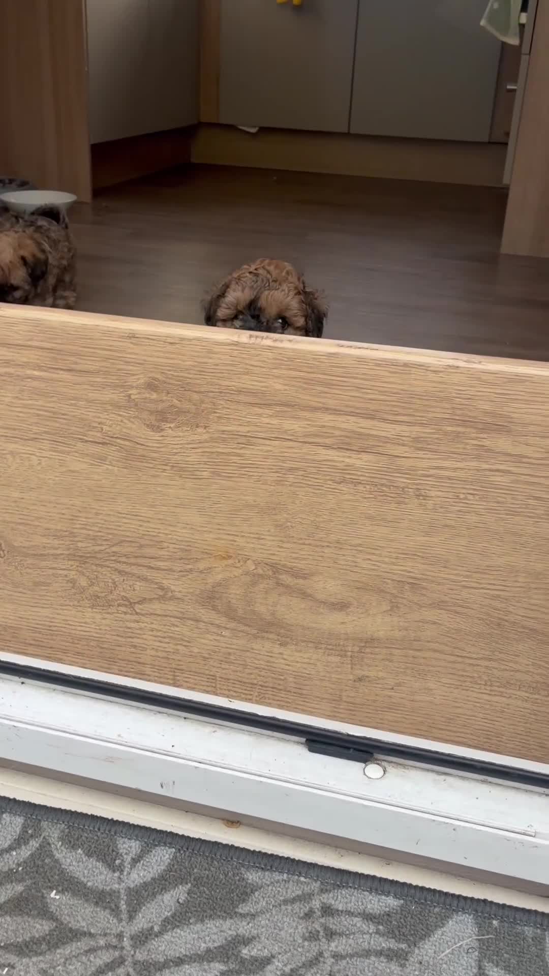 Mixed Breed dogs for sale: Boy ready to go  - Video 1