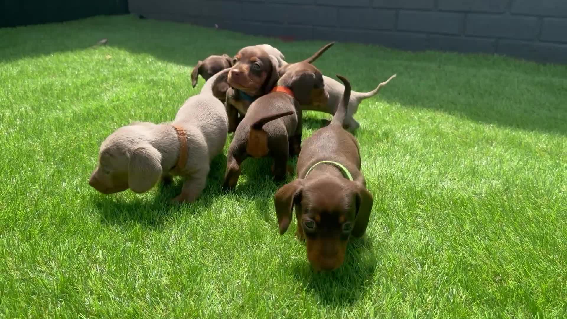 Miniature Dachshund dogs for sale: Miniature dachshund  - Video 1