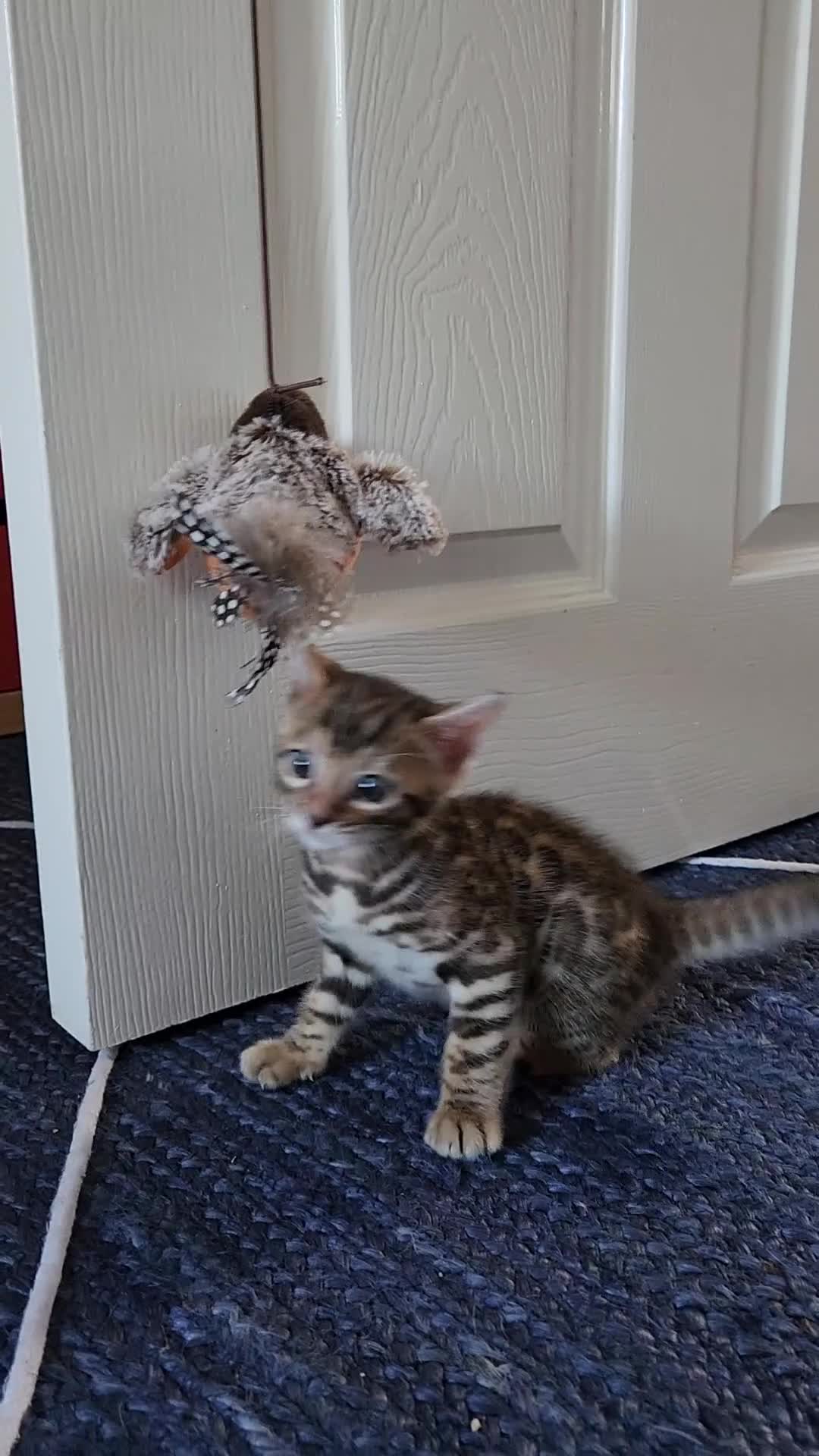 Bengal cats for sale: ✨Pure Bengal Kittens – Champion Bloodline ✨ - Video 1