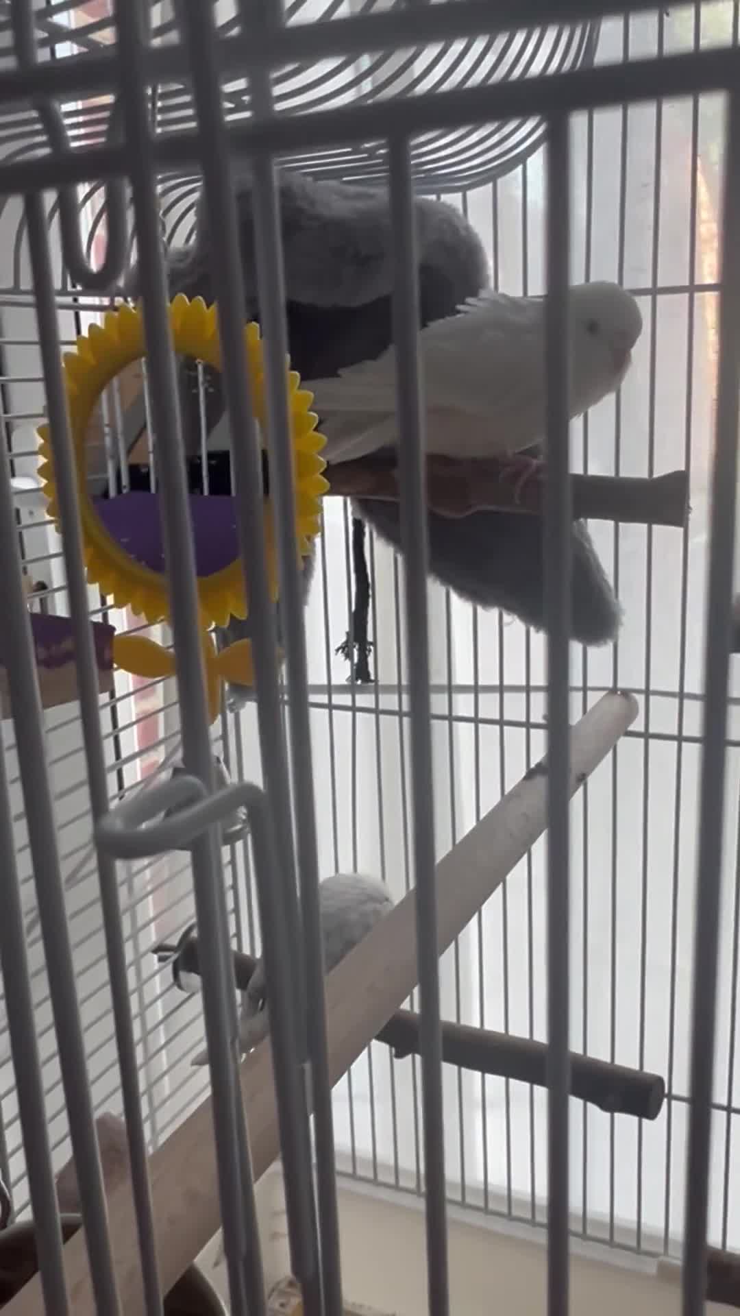 Budgerigars birds for sale: Female Budgie - Video 2