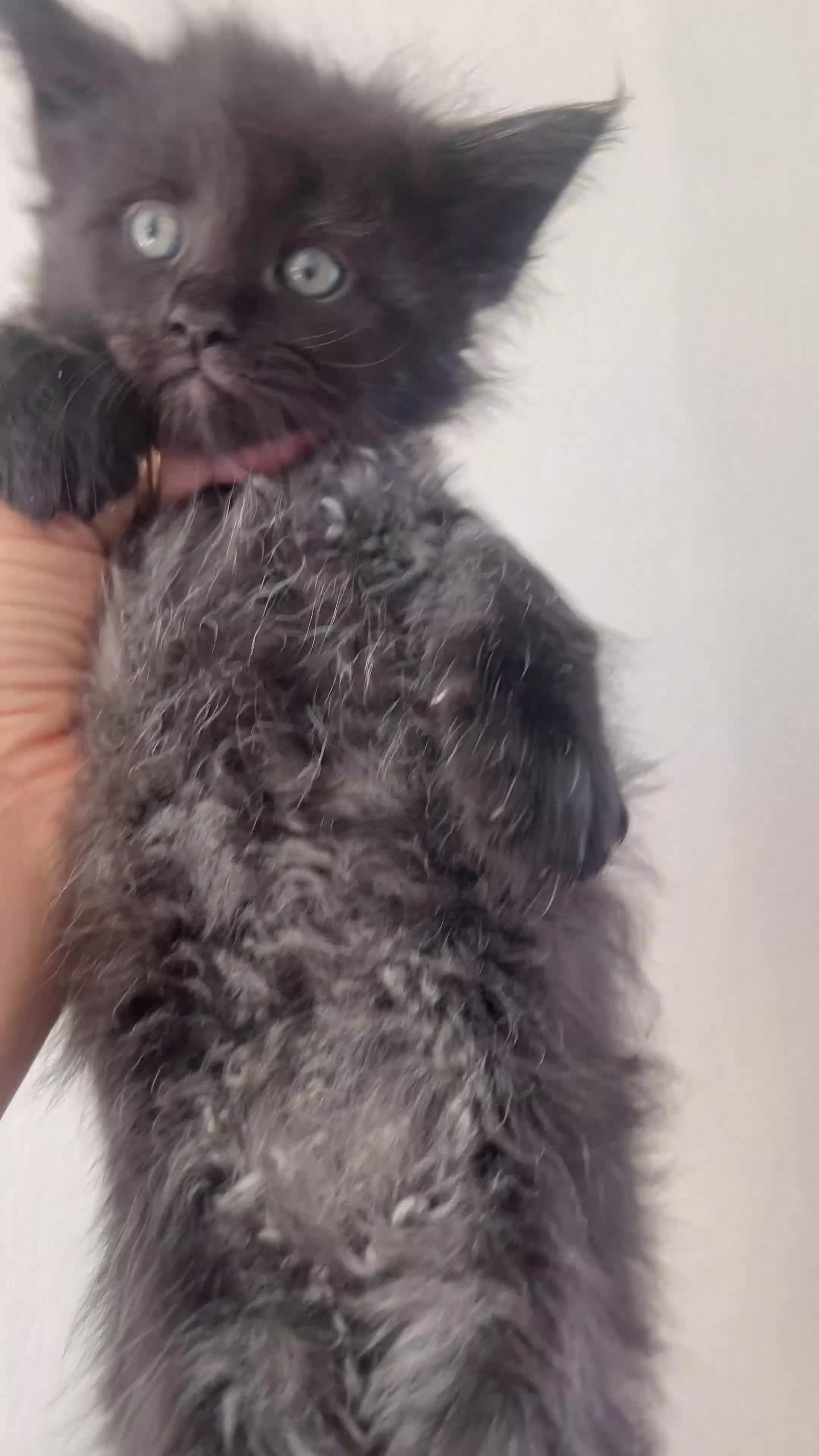 Maine Coon cats for sale: Maine Coon boy - Video 3