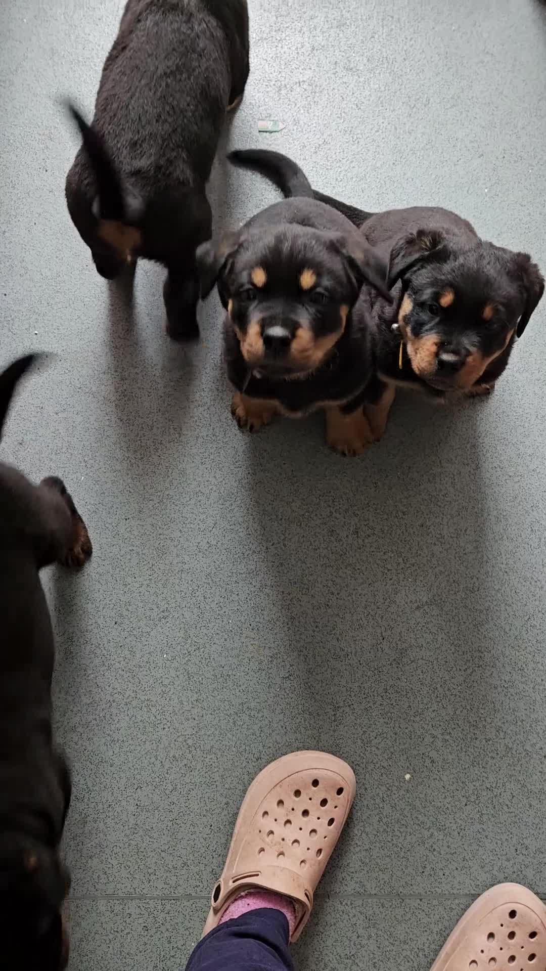 Rottweiler dogs for sale: 4 beautiful rottweiler puppies - Video 1