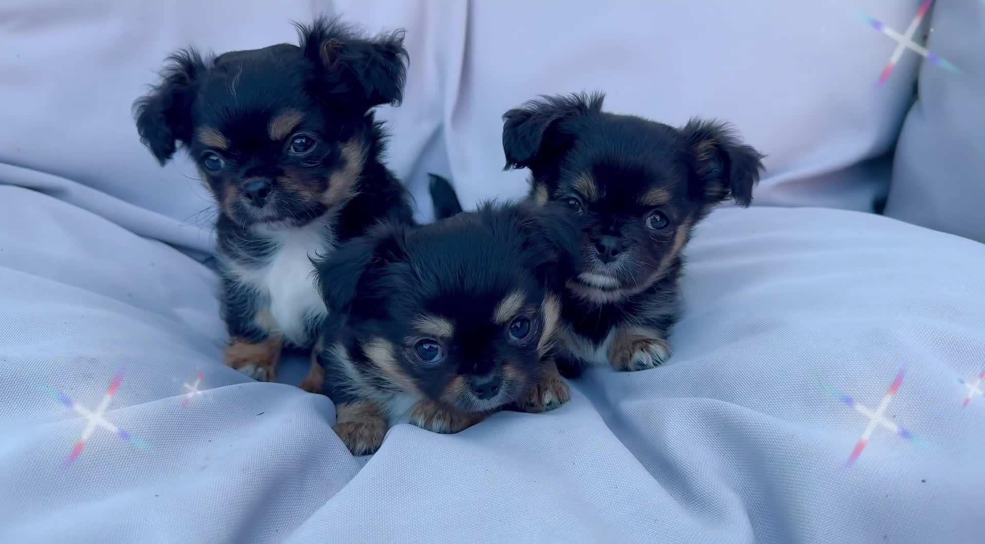 Chihuahua dogs for sale: KC long coat quality chihuahua Licensed breeder - Video 4