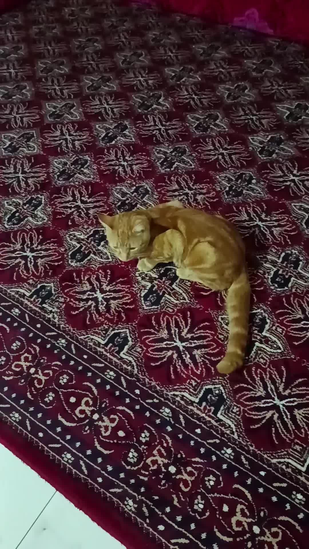 Mixed Breed cats for sale: Sushi  in Croydon - Video 5