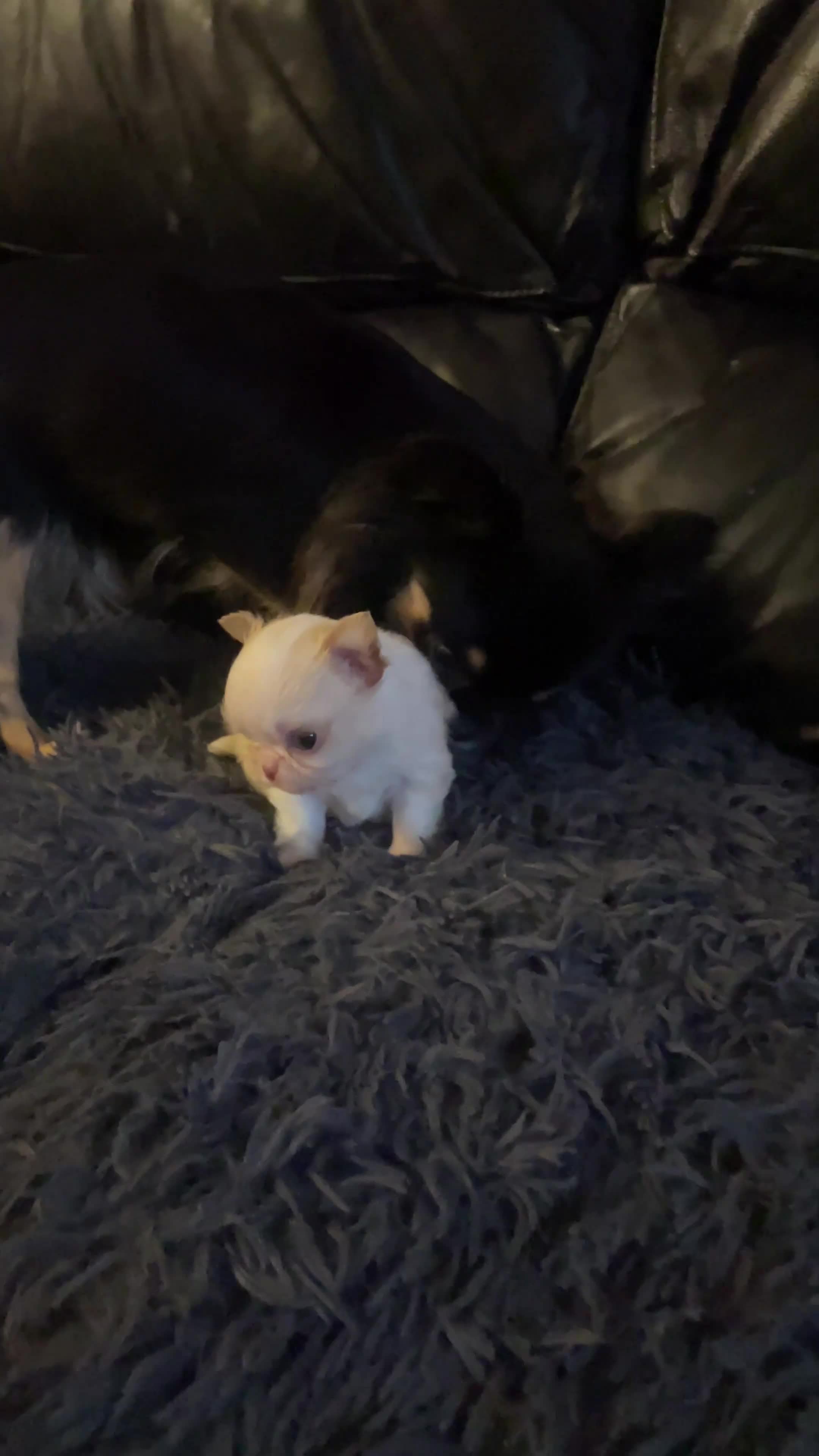 Chihuahua dogs for sale: Gorgeous  little  Longcoat Boy Kc 🌟🌟🌟🌟🌟 - Video 1