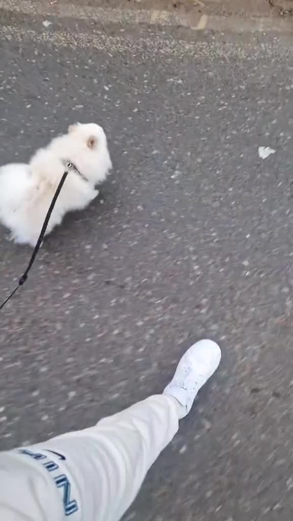 Pomeranian dogs for sale: Tyson - Video 1