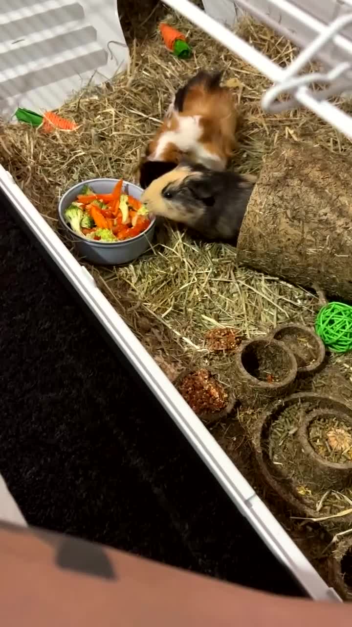 Guinea Pig rodents for sale: Guinea pigs (madara&saitama) - Video 2