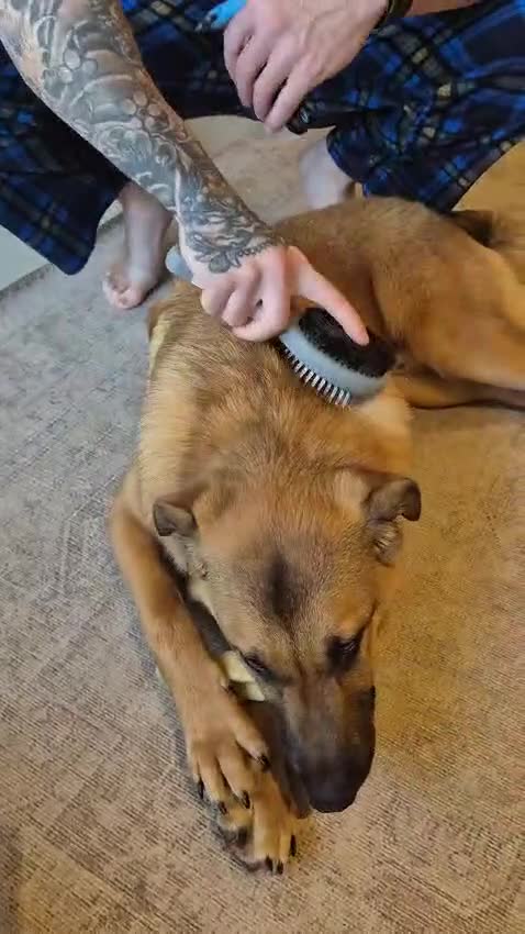 Mixed Breed dogs for adoption: CODY - The Cuddly Adventure Hero - Video 1