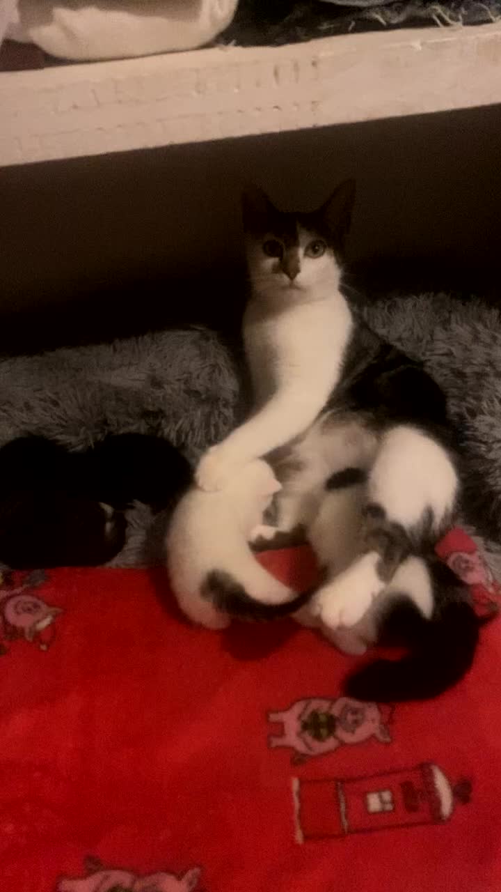 Mixed Breed cats for sale: Mixed breed kittens  - Video 5