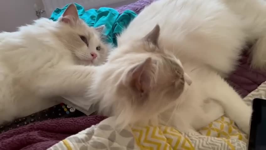 Ragdoll cats for sale: Rare Lilac Bicolour Ragdolls in Hook, Hampshire - Video 2
