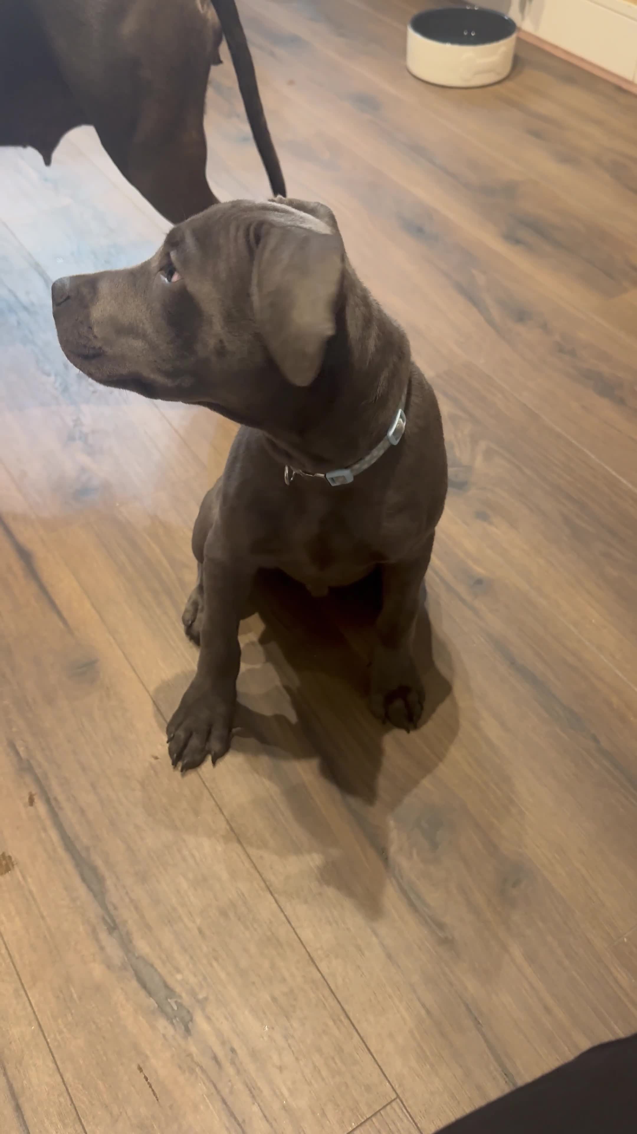 Staffordshire Bull Terrier dogs for sale: Staffordshire terrier pup boy 3 months old ;) - Video 1