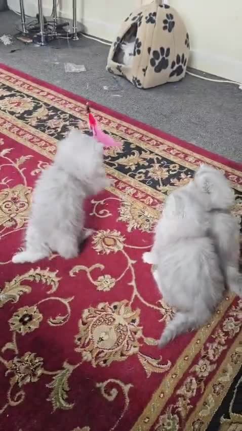 Persian cats for sale: Persian kitties in Alloa - Video 2