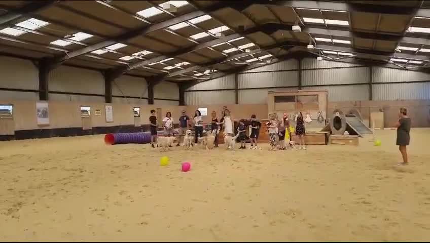 Golden Retriever dogs for sale: Golden Retrievers, Stunning Litter , Certificates  - Video 3