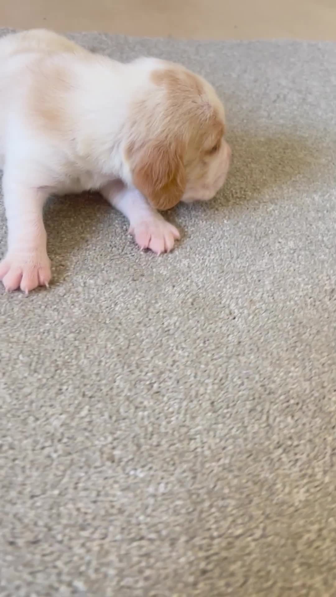 Beagle dogs for sale: KC reg,,, Charterwood//dyalyn  beagles - Video 2