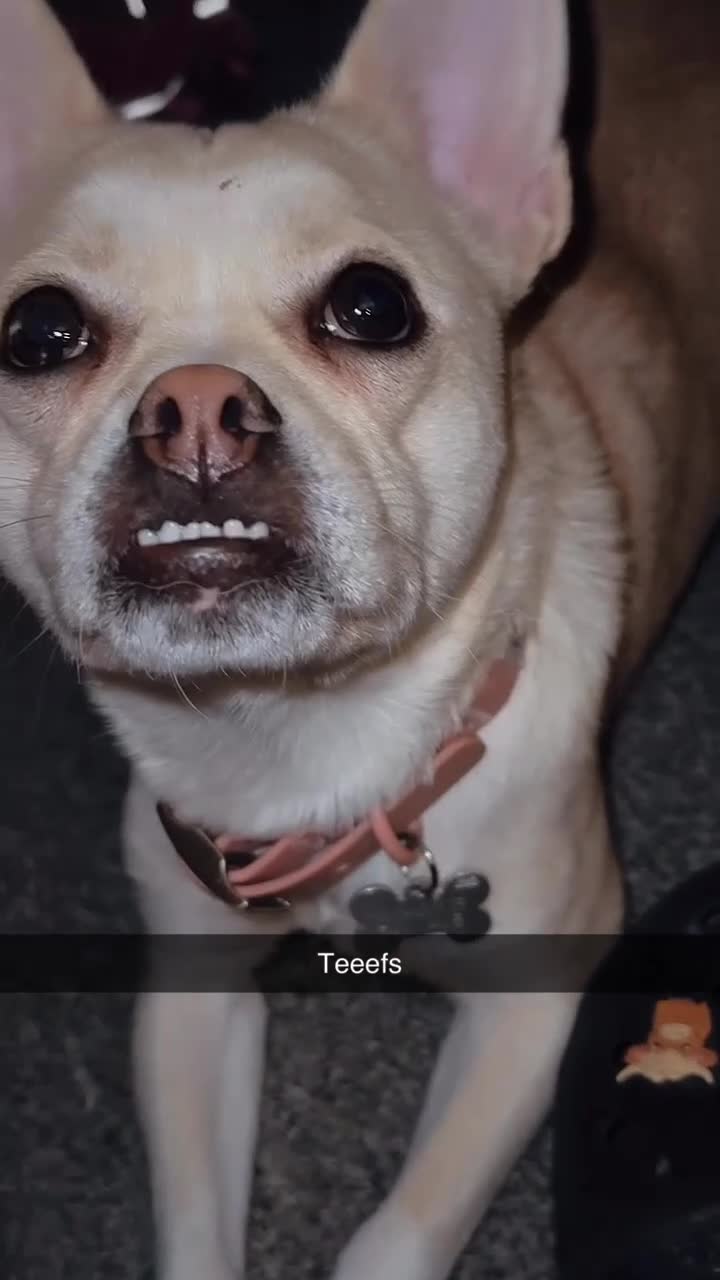 Mixed Breed dogs for sale: French Bulldog Cross  - Video 4