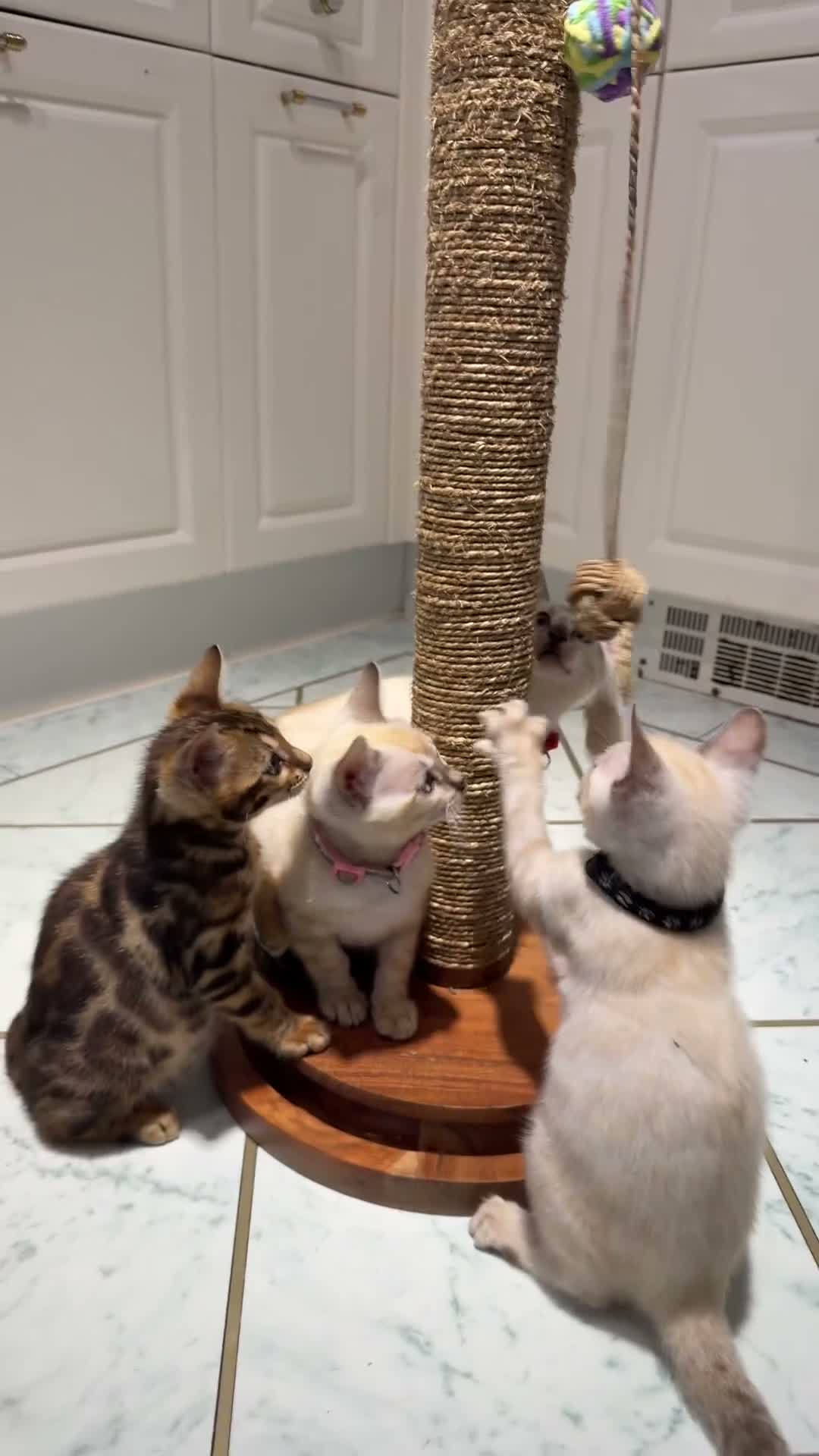 Bengal cats for sale: Nala’s Bengal kitten ready for new home  in Pinner - Video 1