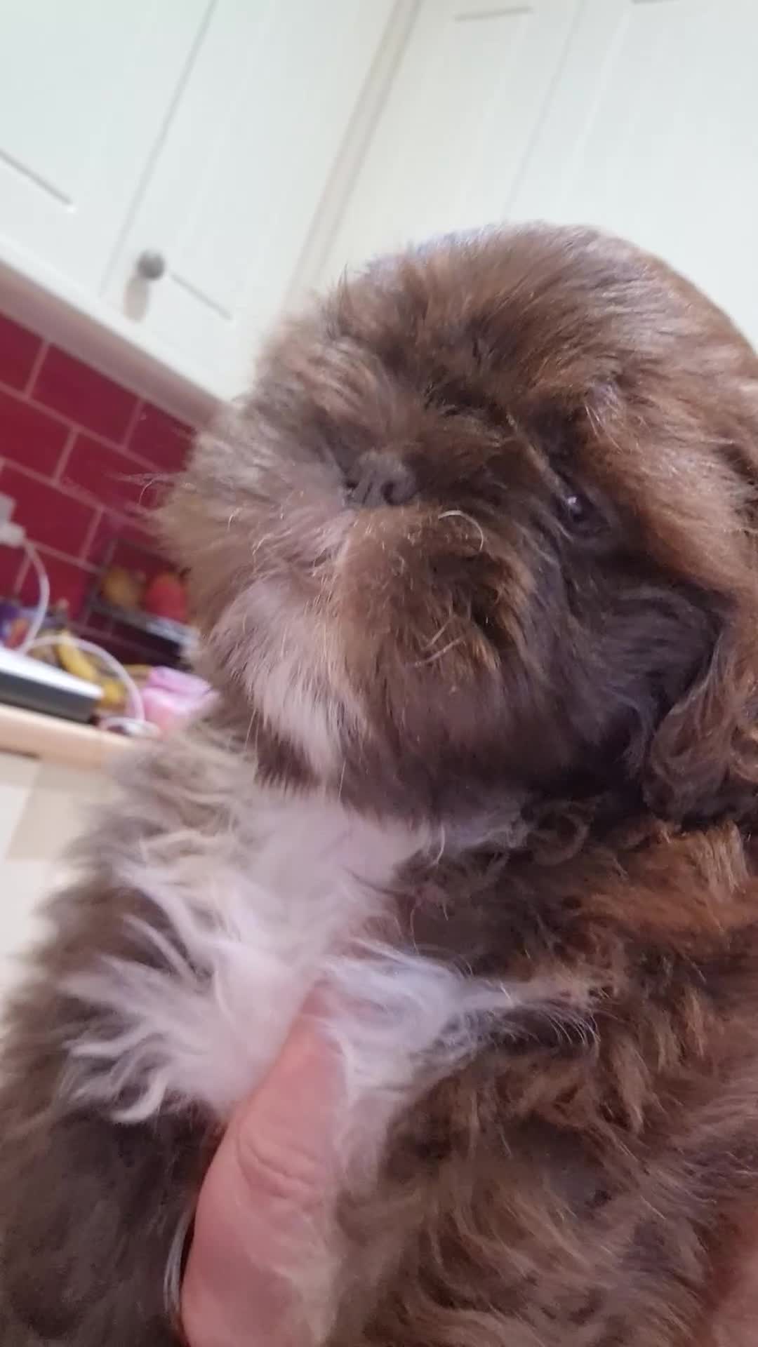 Shih Tzu dogs for sale: 🌸 Beautiful Shih Tzu Girls Available - Video 3