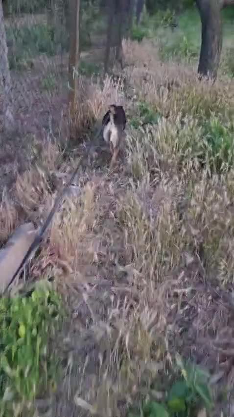 Mixed Breed dogs for adoption: ANNIE - a Superb Smart Girl, for a Loving Home - Video 3