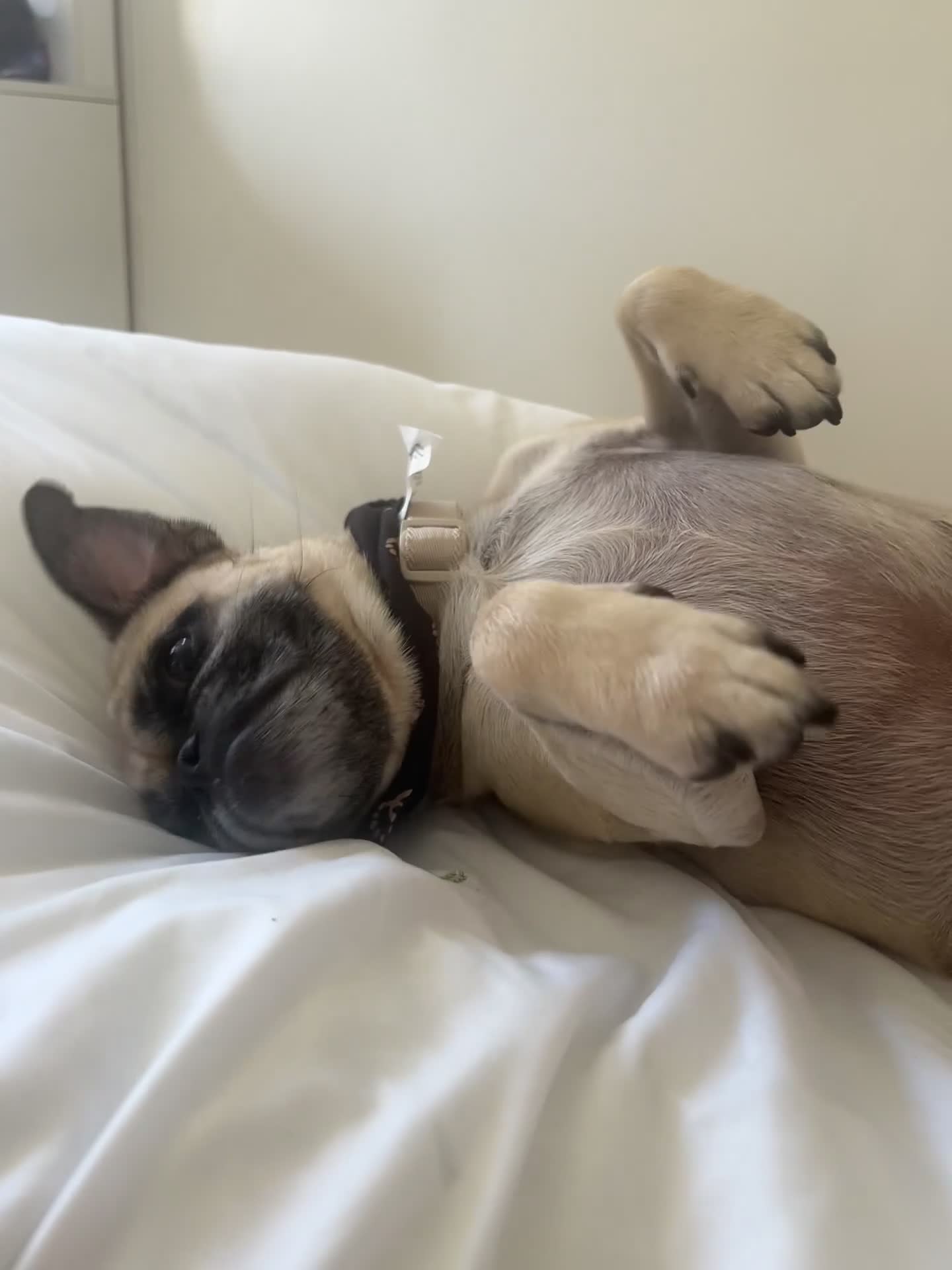 Frug dogs for sale: Loving frug  - Video 1