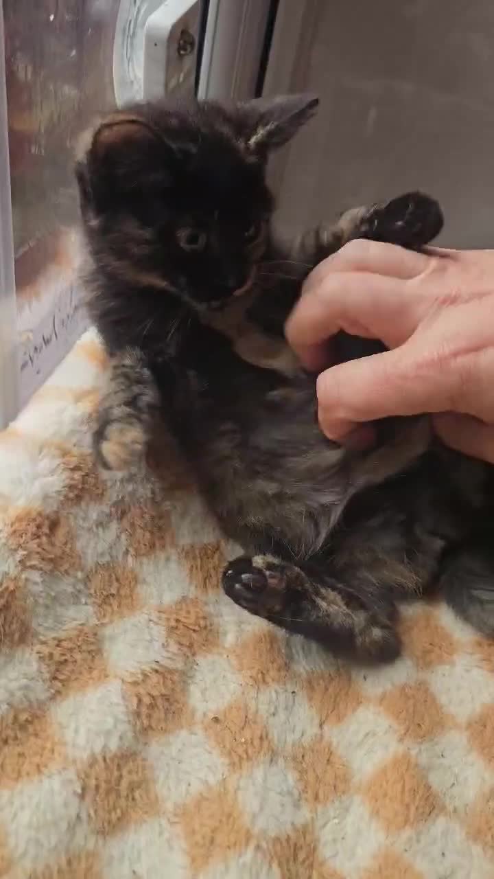 British Shorthair cats for sale: Stunning British Shorthair Kittens Ready Now! - Video 1