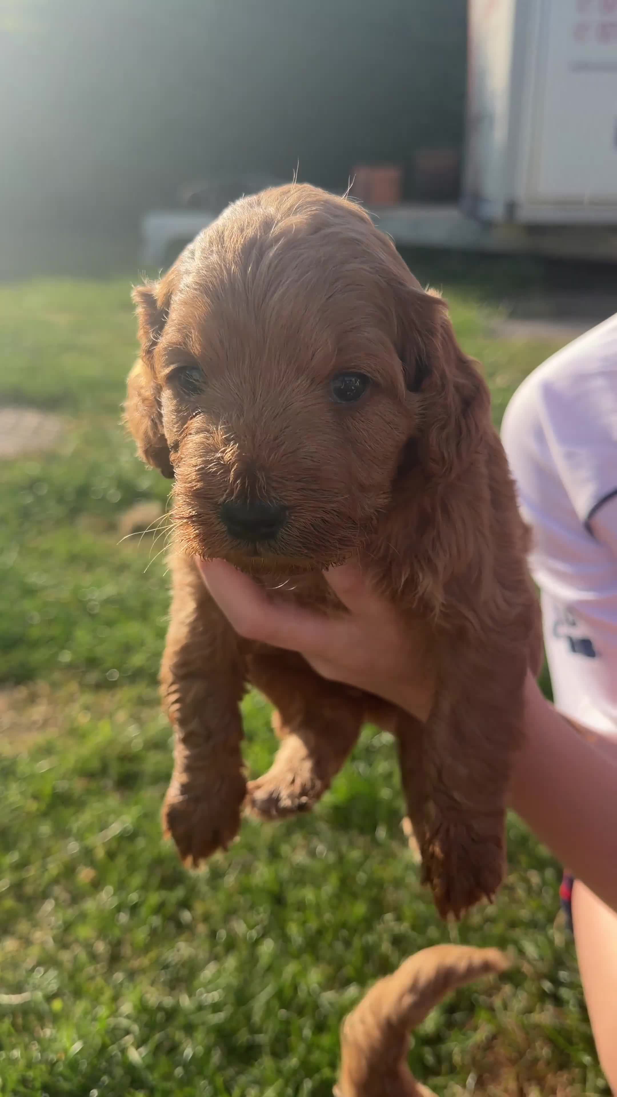 Cockapoo dogs for sale: Beautiful Cockapoo Puppies - Video 3