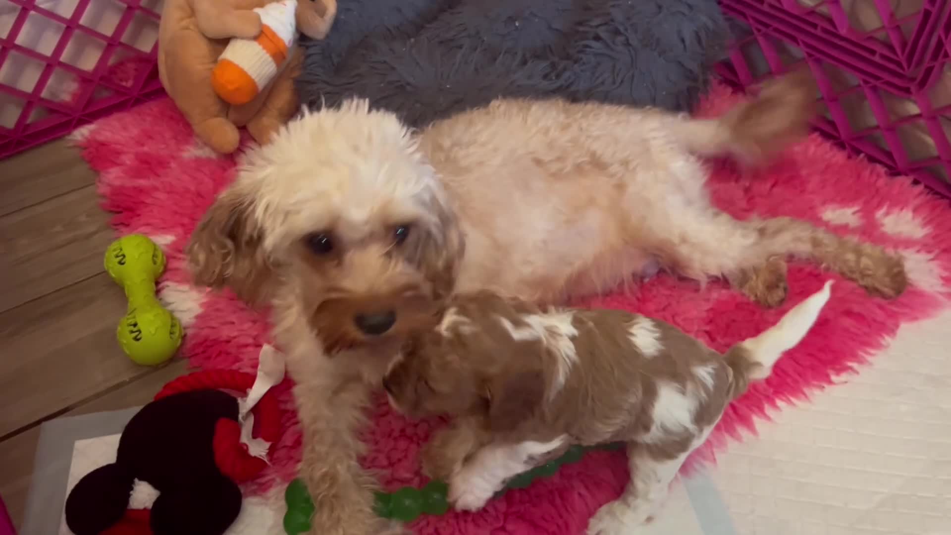 Cavapoo dogs for sale: Gorgeous Cavapoo puppies  - Video 1