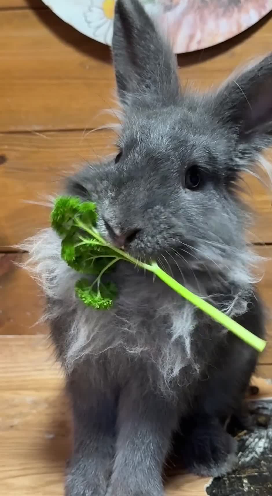 Lionhead rabbits for sale: Lion head cross Angora bunny - Video 1