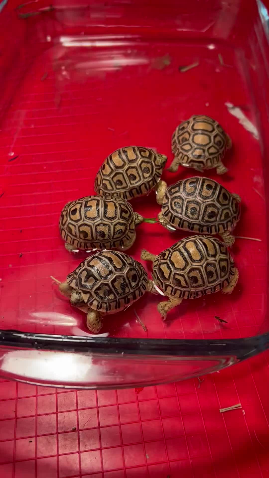 Mixed Breed reptiles for sale: Leopard tortoise babies x 3 left ready now  - Video 1