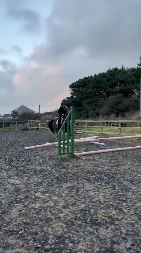 Other Breed horses for sale: 15.3h Bay gelding allrounder   - Video 2