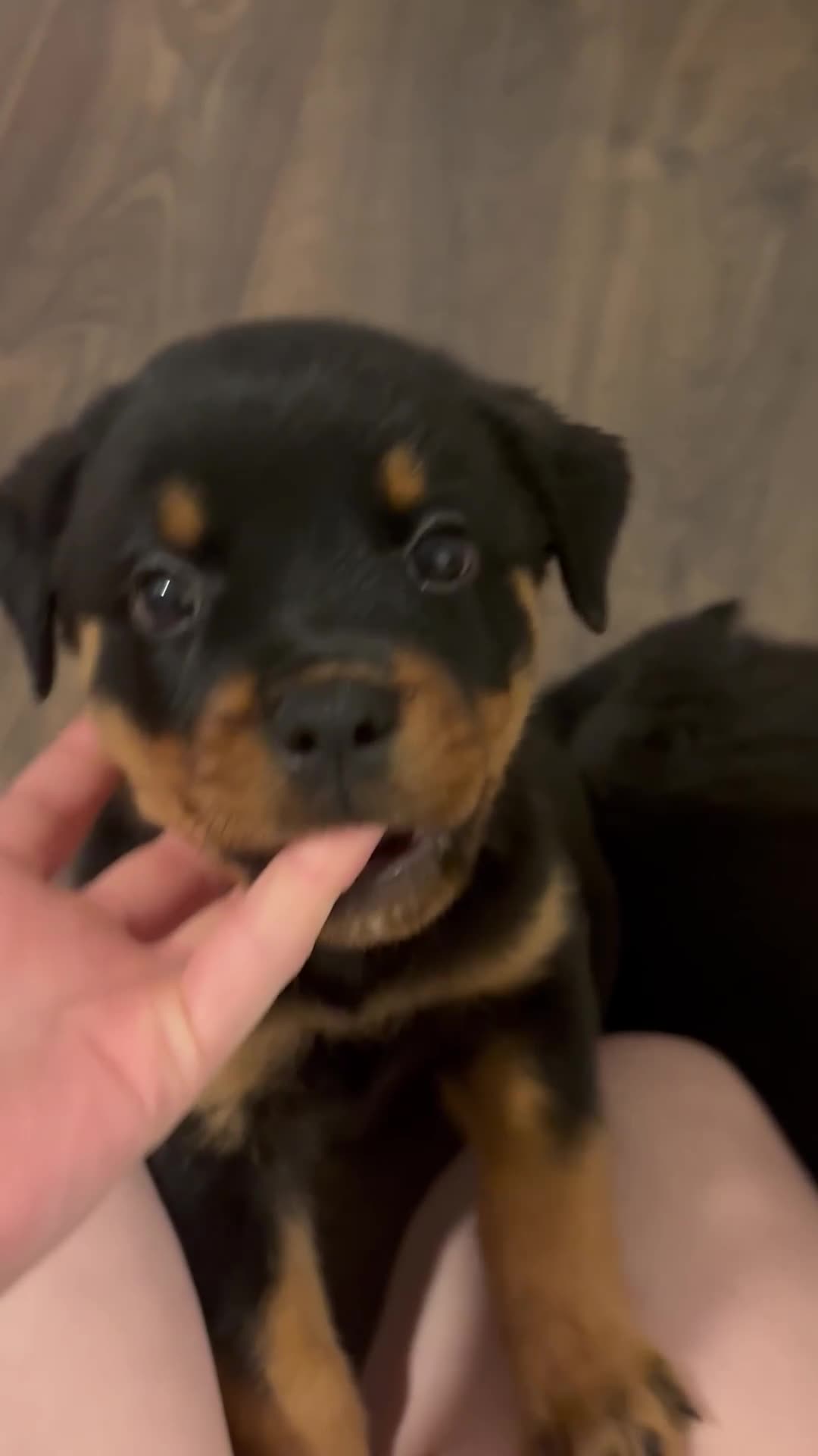Rottweiler dogs for sale: 1 little girl rottie left  - Video 1