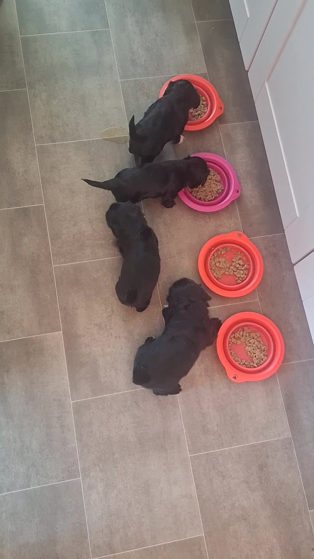 Shihpoo dogs for sale: Shihpoo puppies for sale - Video 1
