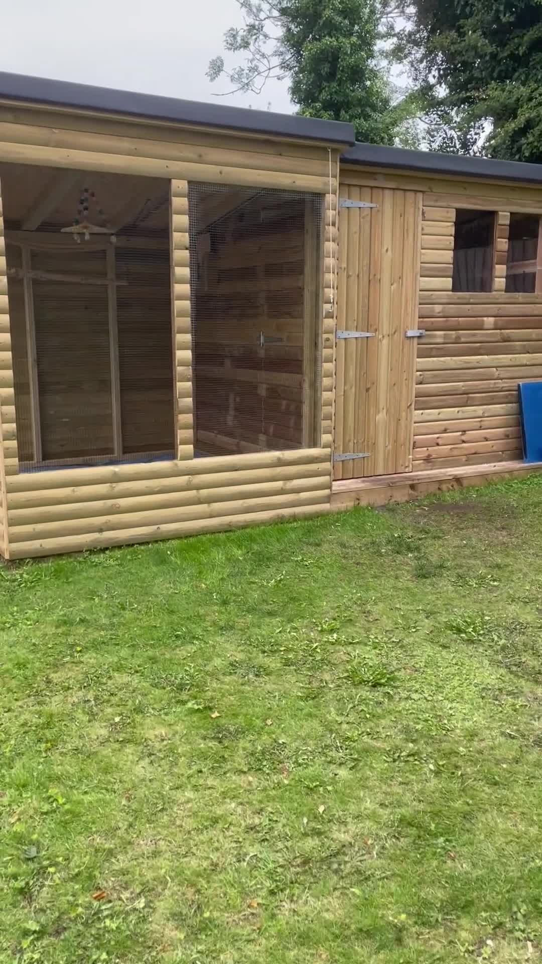 Budgerigars birds for sale:  5 * Home available for any unwanted birds.  - Video 2