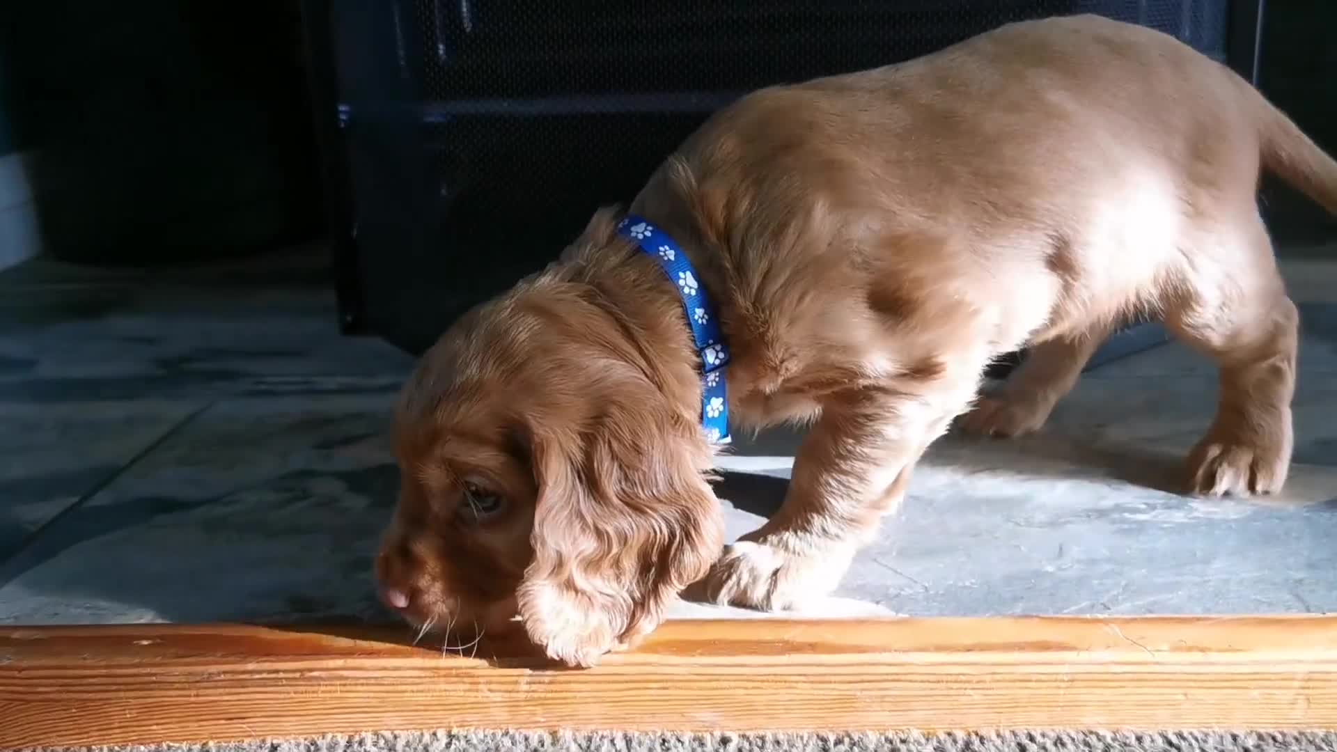 Cocker Spaniel dogs for sale: FTCH Pedigree Working Cocker Spaniels  - Video 3