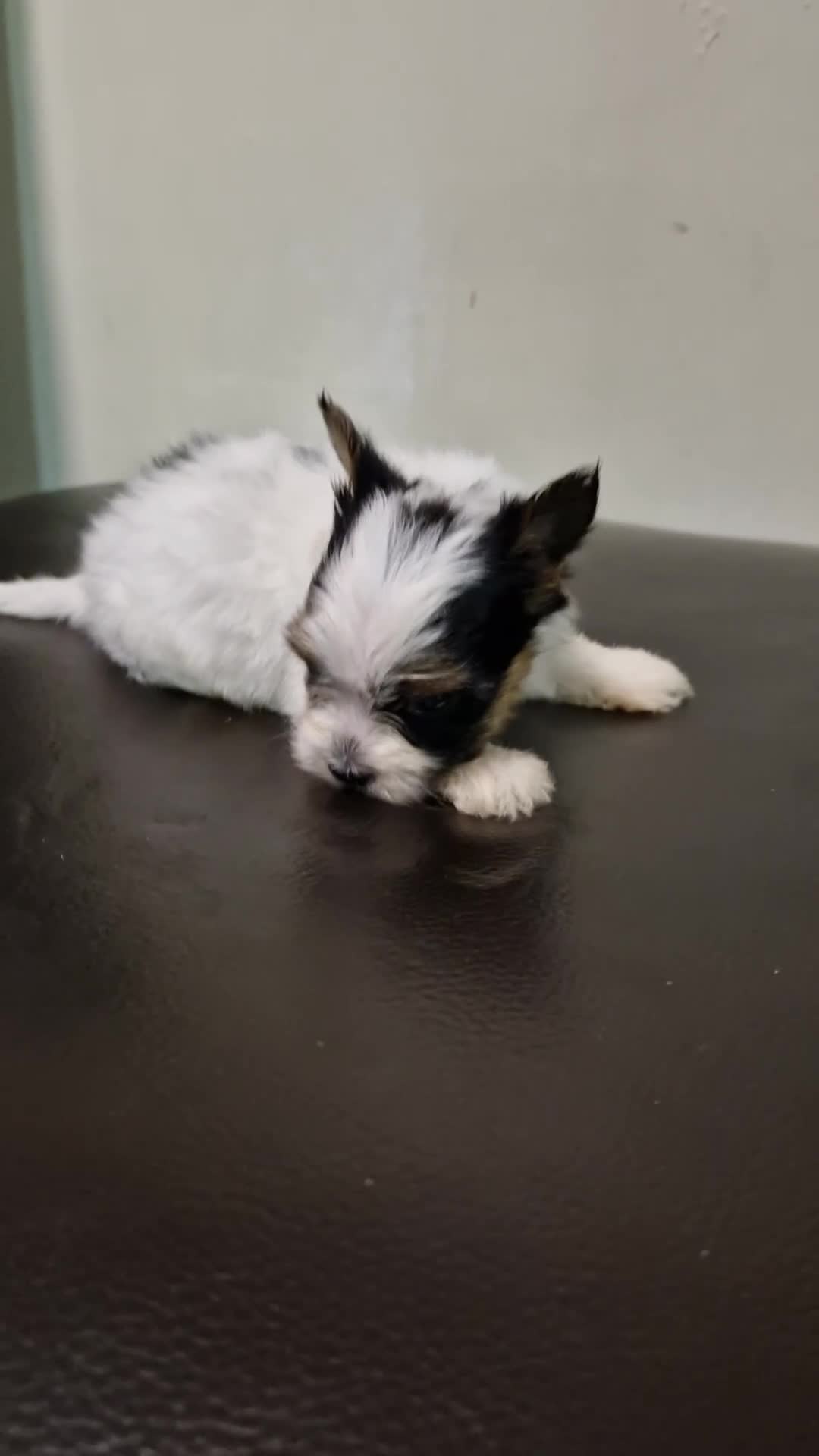 Biewer Terrier dogs for sale: Pure Miniature Biewer Terrier Puppies - Video 1